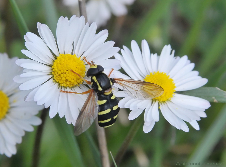 Xanthogramma citrofasciatum M (Syrphidae)